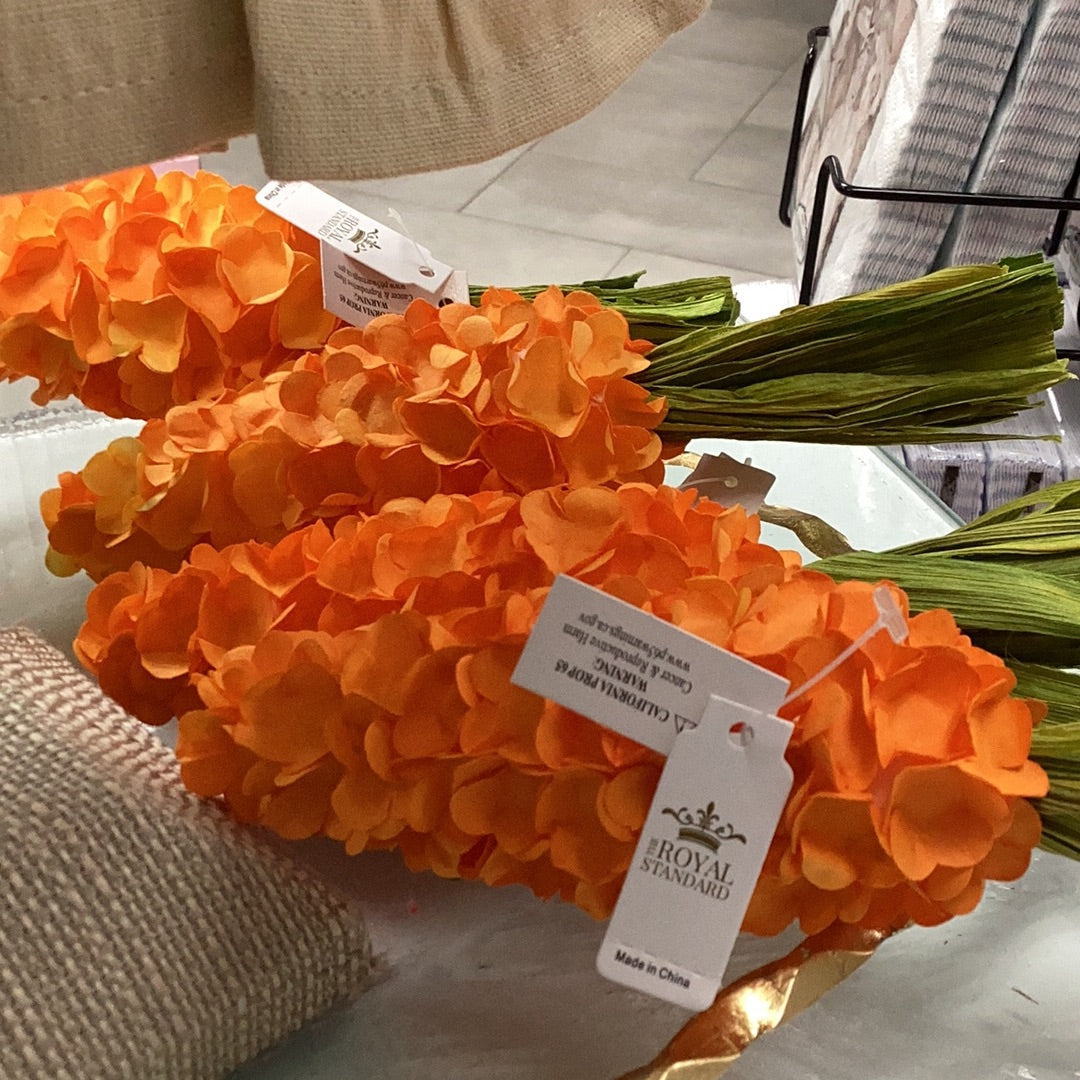 Hydrangea Carrot